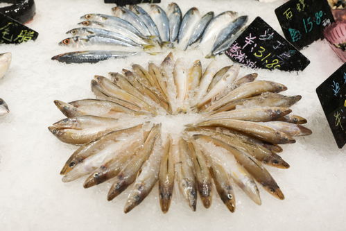 沙丁魚生鮮海產品海鮮美食攝影圖 st攝影